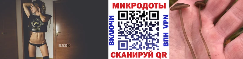 Купить где  Гагарин  Галлюциногенные грибы мицелий 